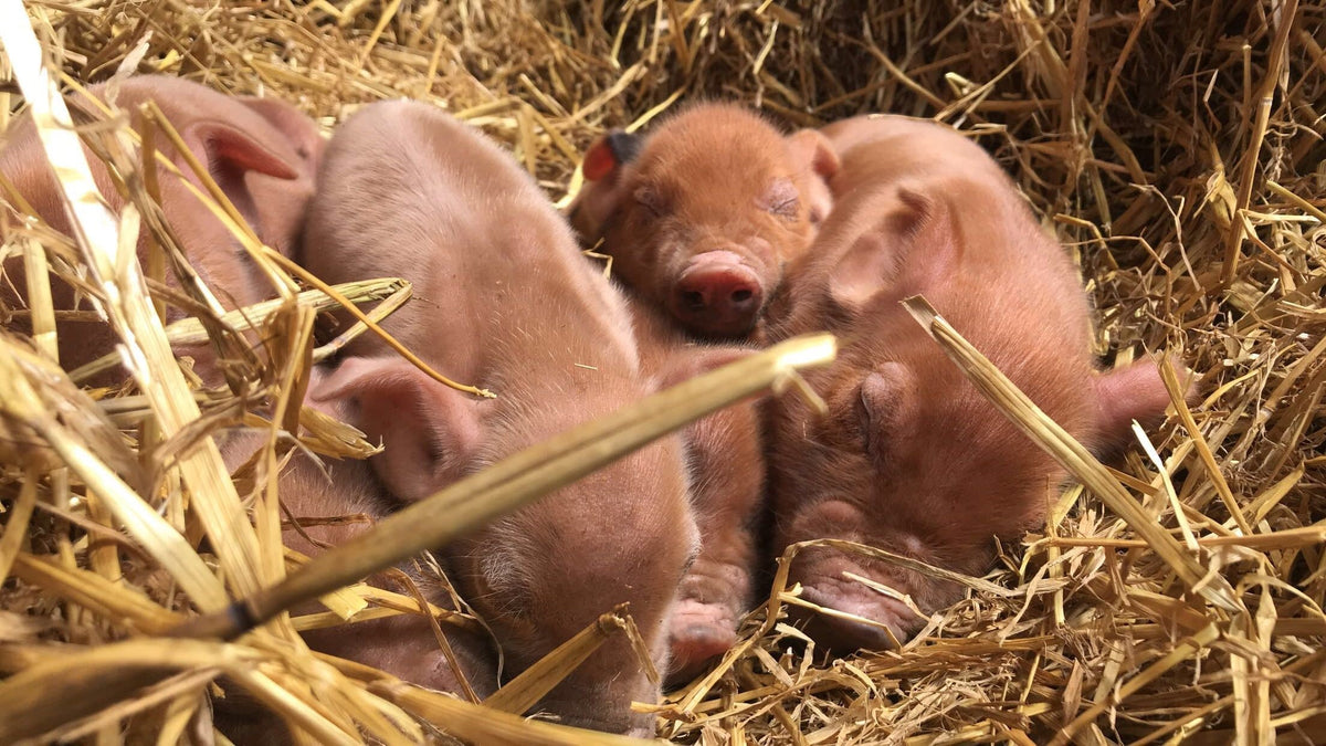 Pasture Vs. Commercially Raised Pork