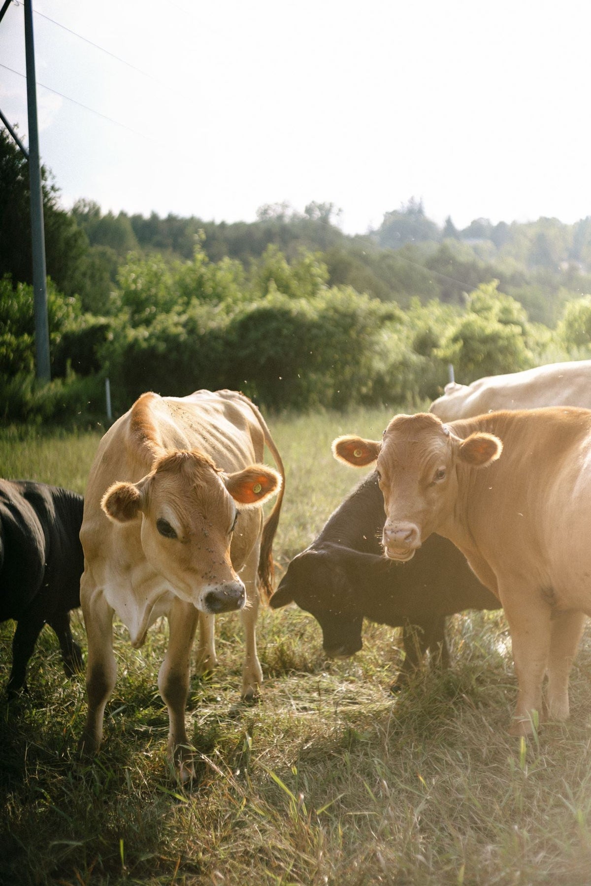 Grass-Fed Beef