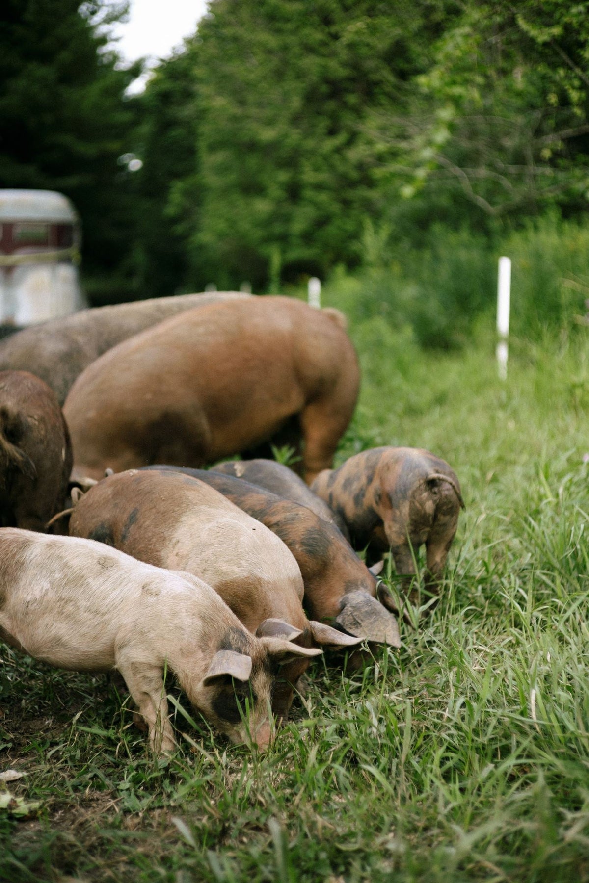 Pasture-Raised Pork