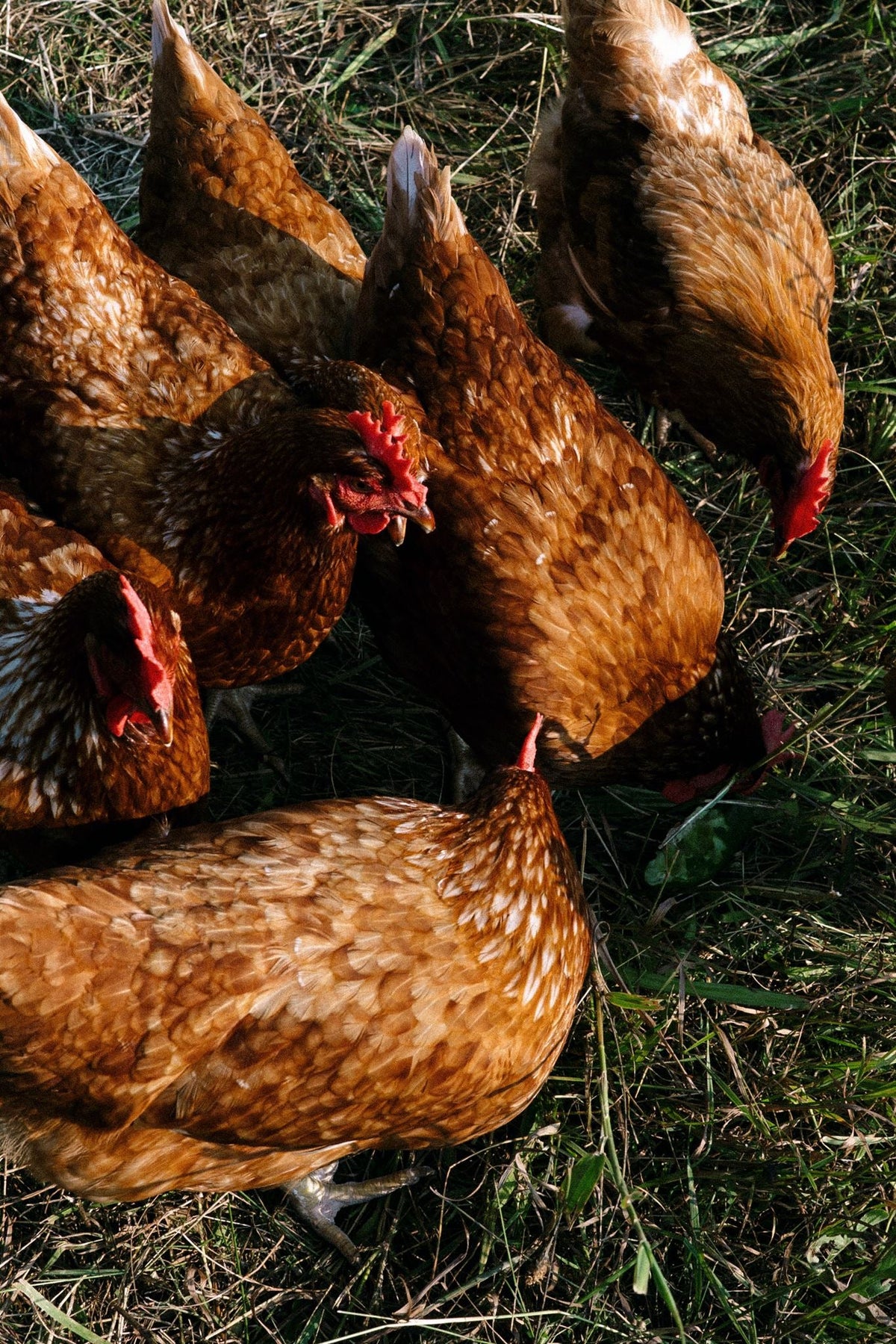 Pasture-Raised Chicken