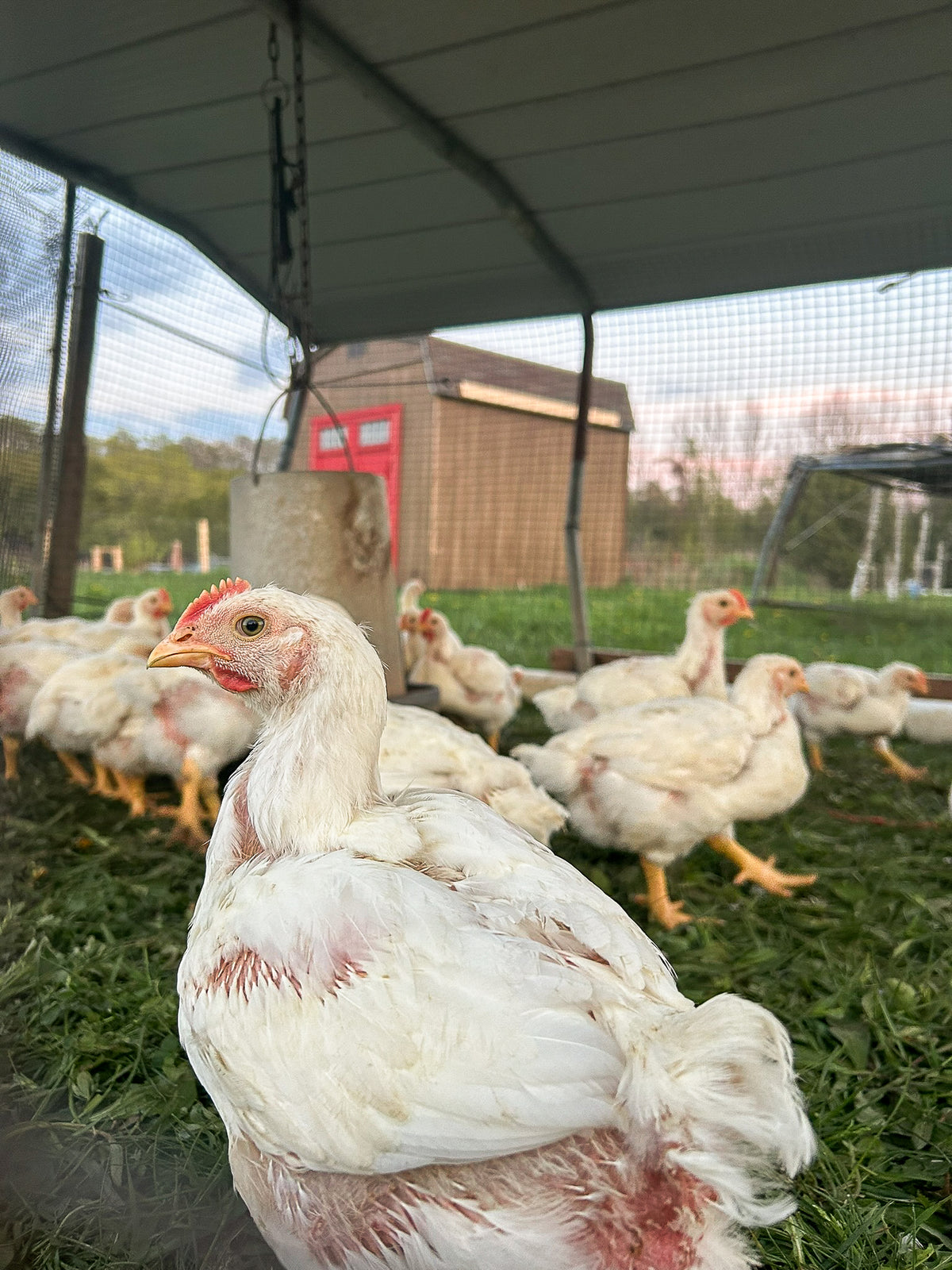 Pasture-Raised Chickens from Rocklyn Springs Farm
