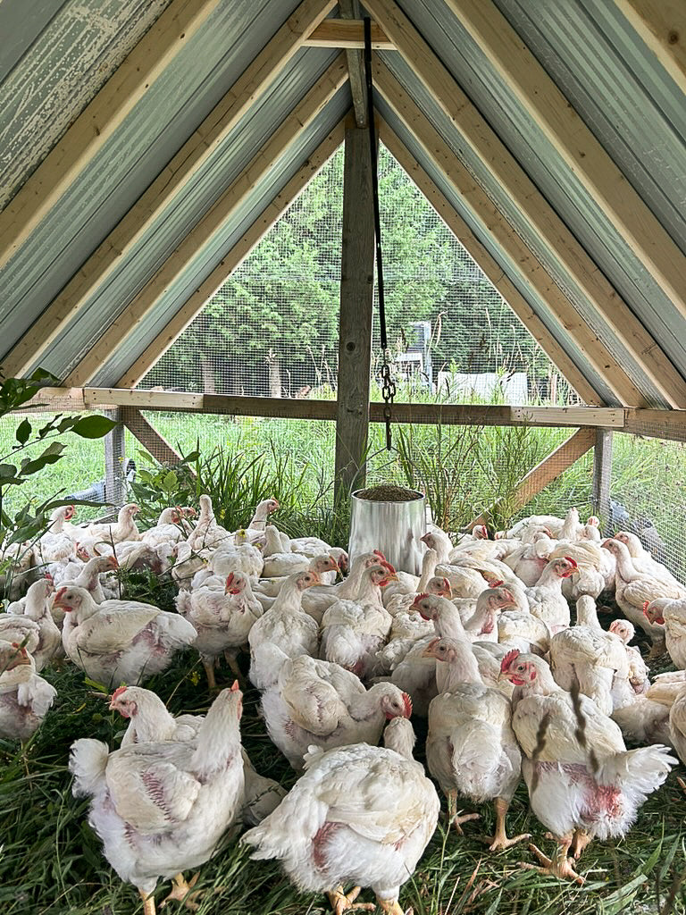 Pasture-Raised Chickens from Rocklyn Springs Farm