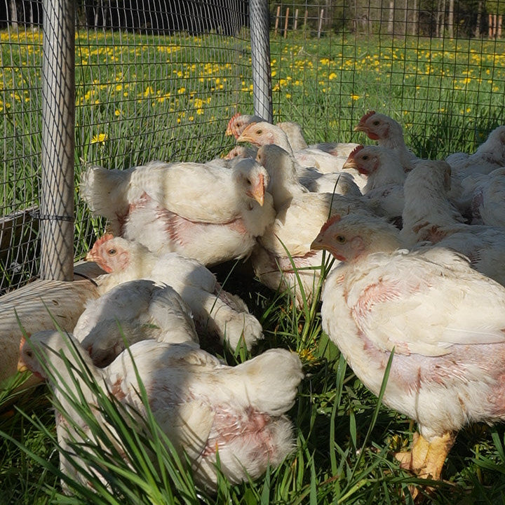 Pasture-Raised Chickens from Rocklyn Springs Farm