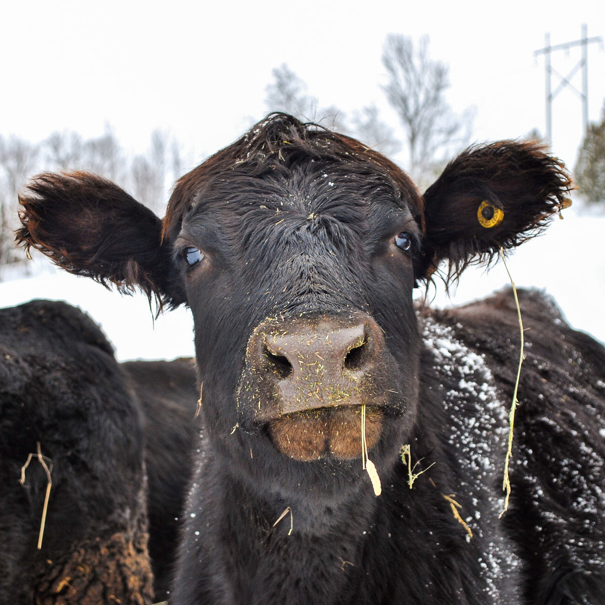 Rocklyn Springs Farm | Grass-Fed Beef