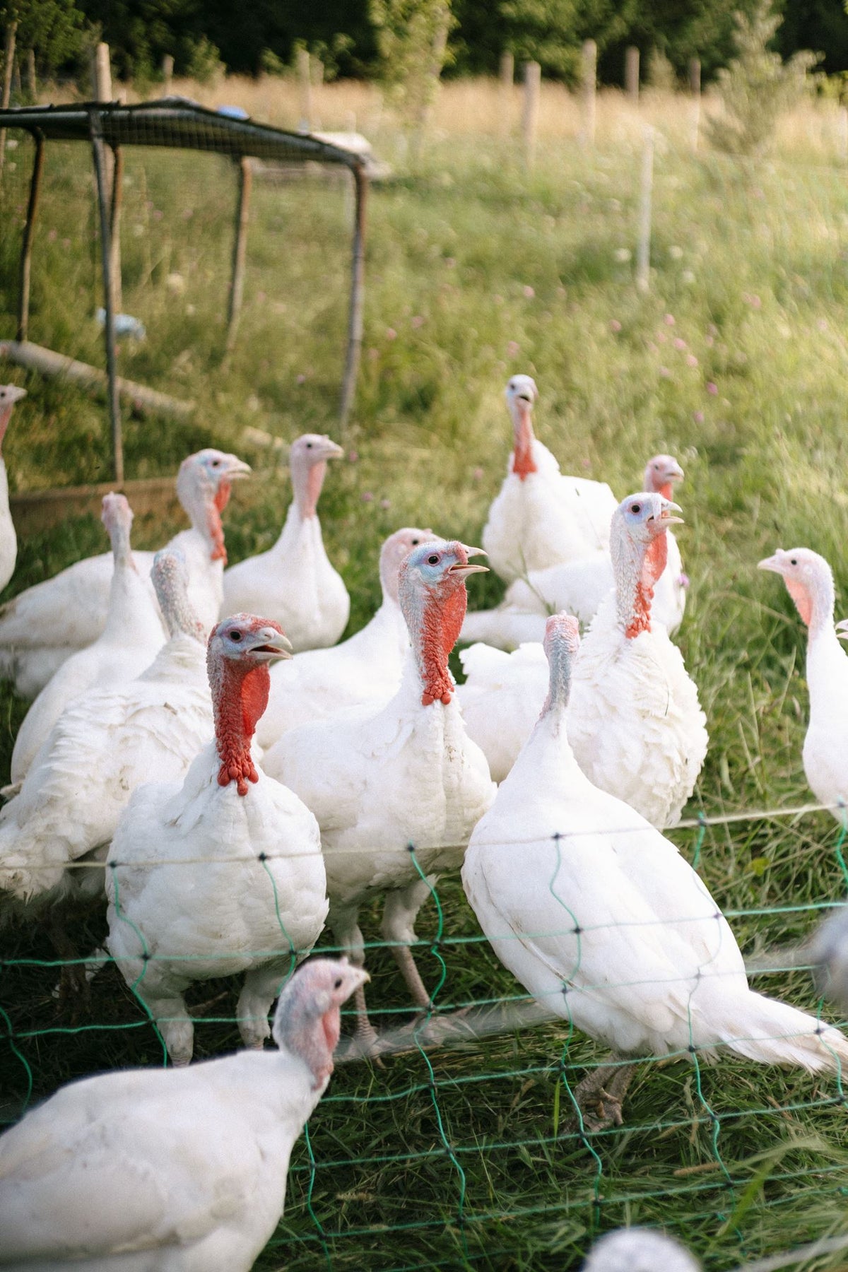 Rocklyn Springs Farm | Pasture-Raised Turkeys