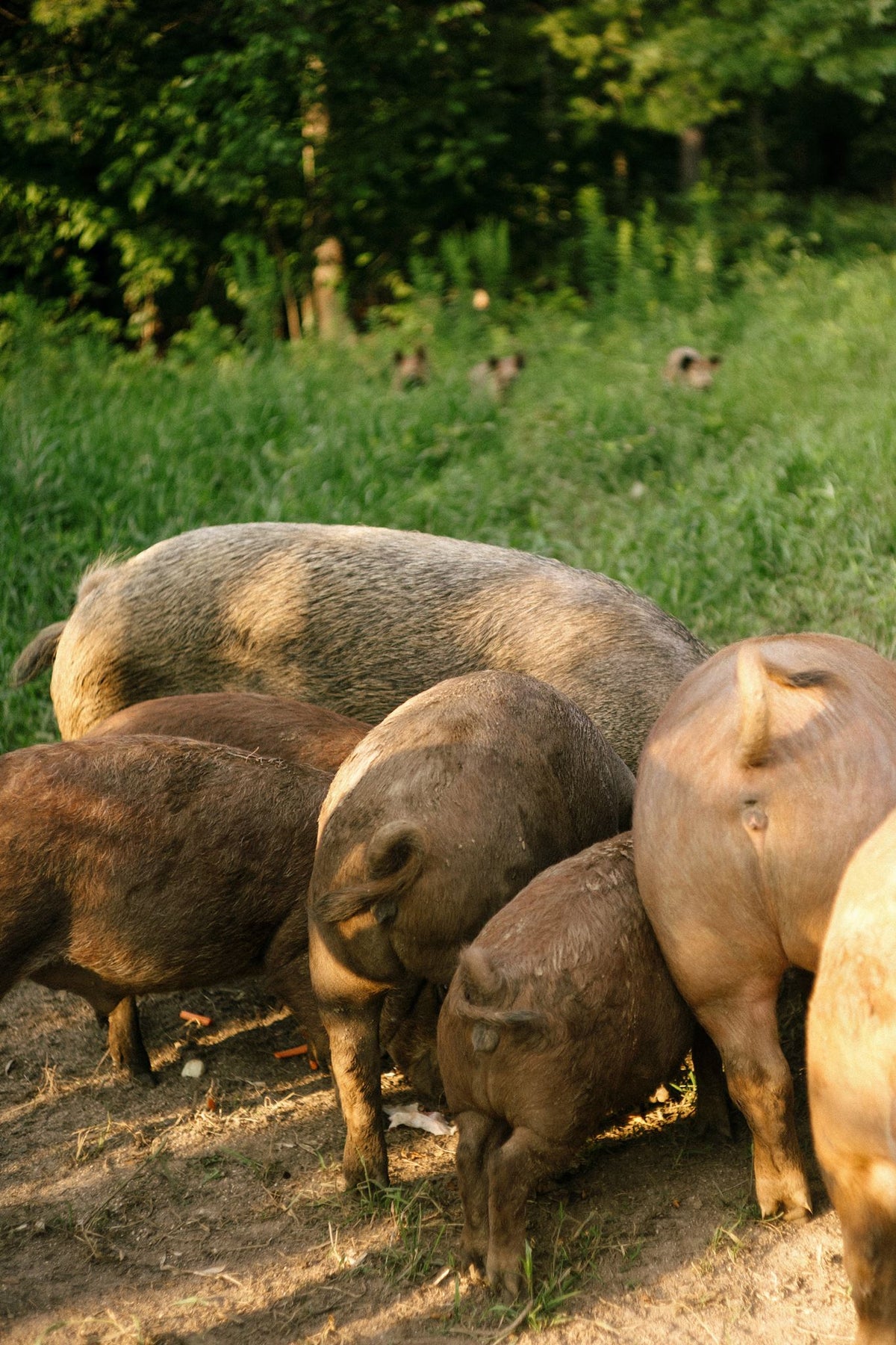 Rocklyn Springs Farm | Pasture-Raised Pork