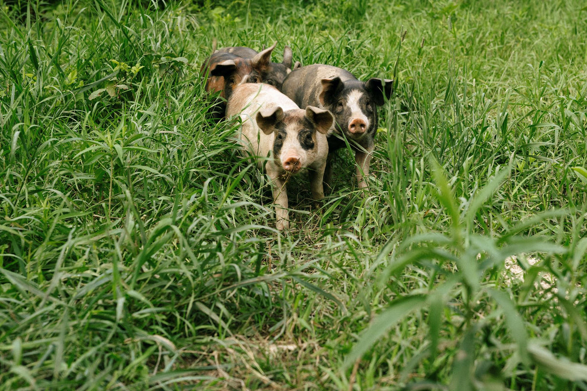 Rocklyn Springs Farm | Pasture-Raised Pork