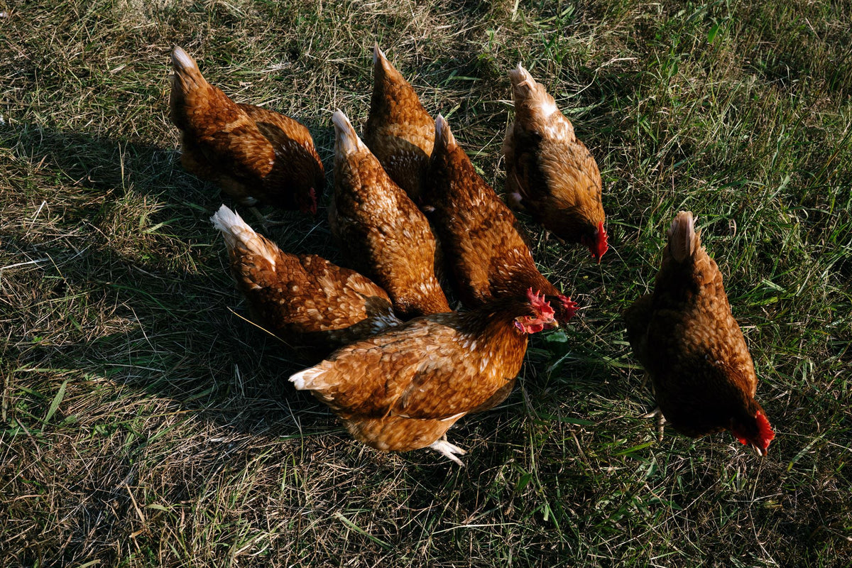 Pasture-Raised Hens from Rocklyn Springs Farm