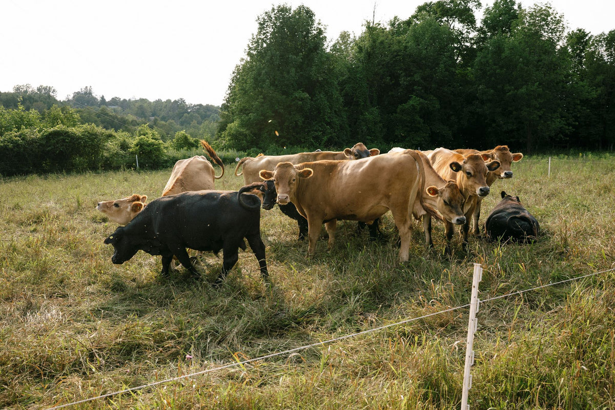 Rocklyn Springs Farm Grass-Fed Beef