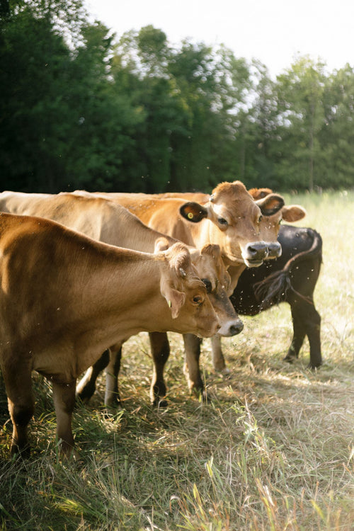 Rocklyn Springs Farm Grass-Fed Beef