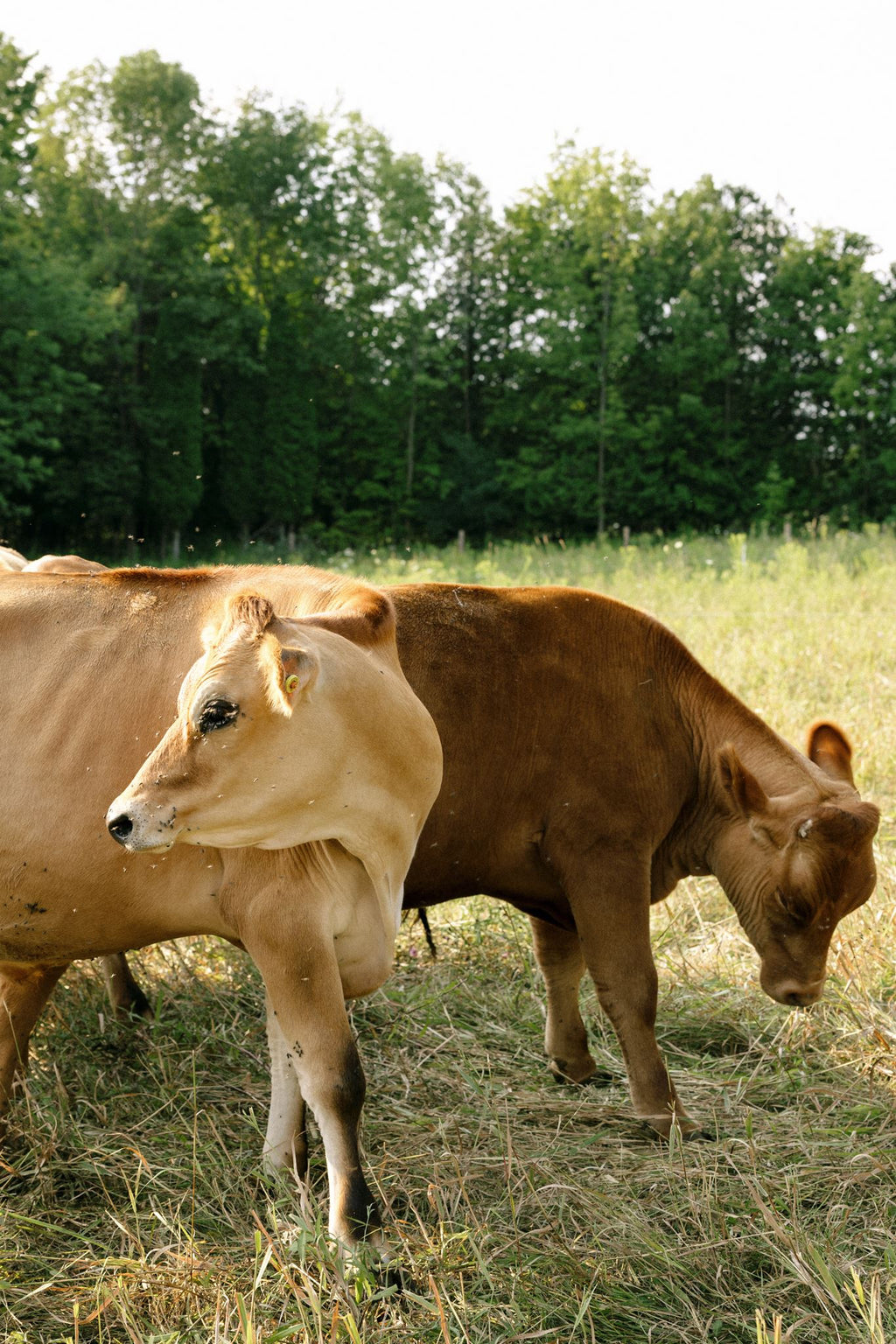 Rocklyn Springs Farm Grass-Fed Beef