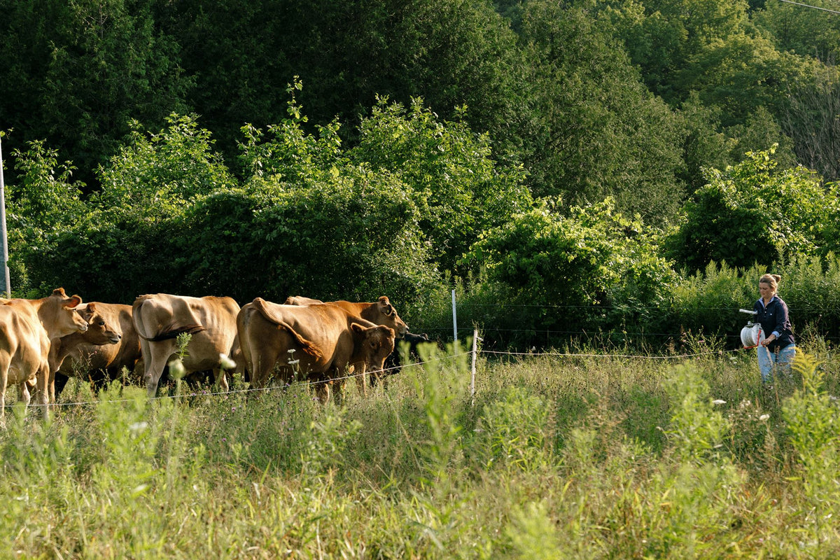 Rocklyn Springs Farm Grass-Fed Beef