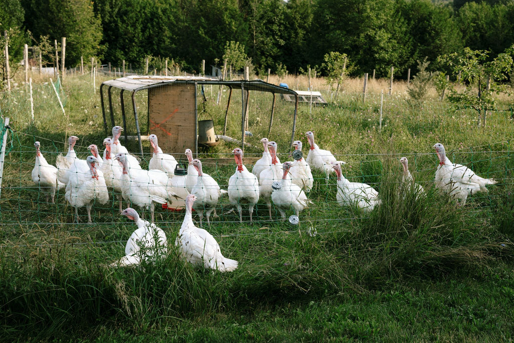 Rocklyn Springs Farm | Pasture-Raised Turkeys