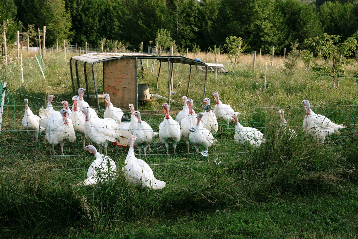 Rocklyn Springs Farm | Pasture-Raised Turkeys