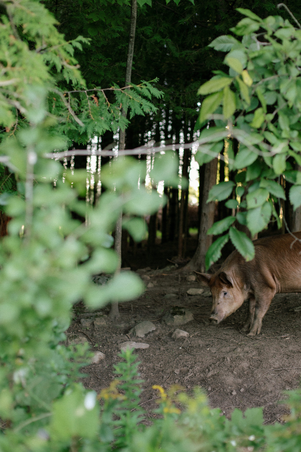Rocklyn Springs Farm | Pasture-Raised Pork