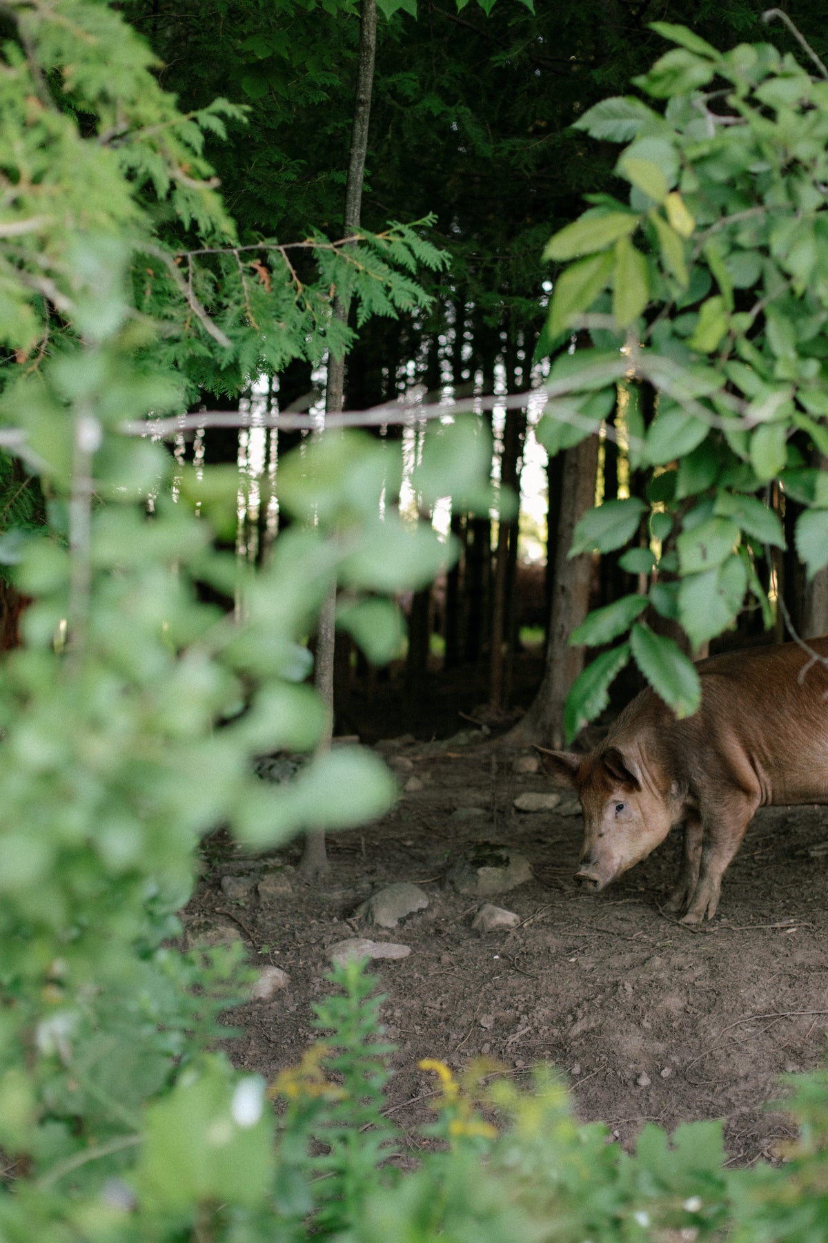 Rocklyn Springs Farm | Pasture-Raised Pork