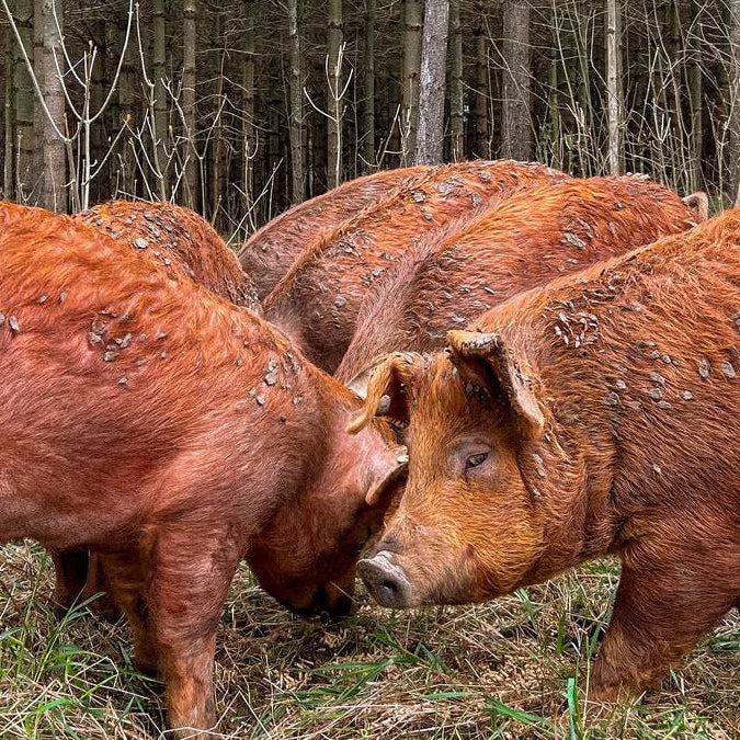 Rocklyn Springs Farm | Pasture-Raised Pork