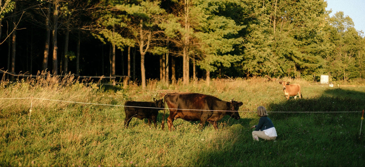 Rocklyn Springs Farm | Grass-Fed Beef