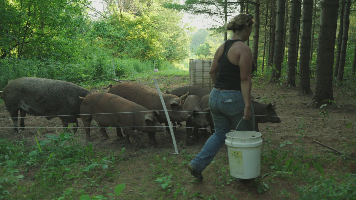 Rocklyn Springs Farm | Pasture Raised Pork